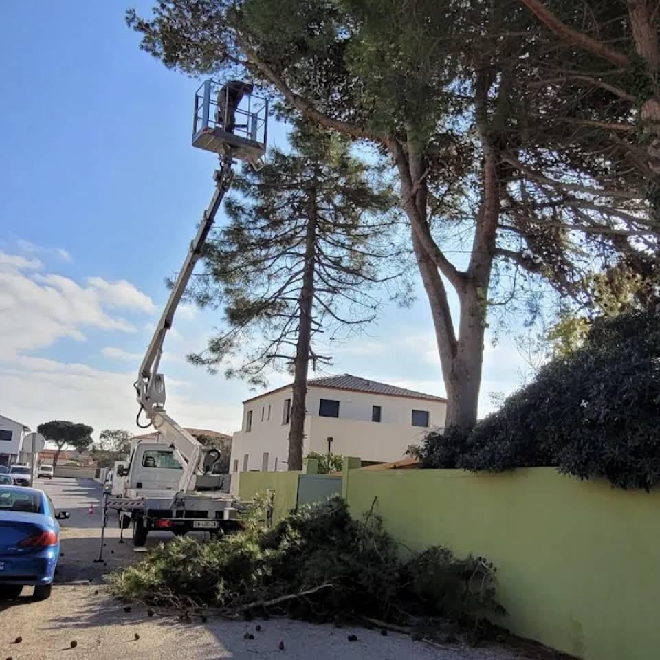 Coupe nette à la tronçonneuse