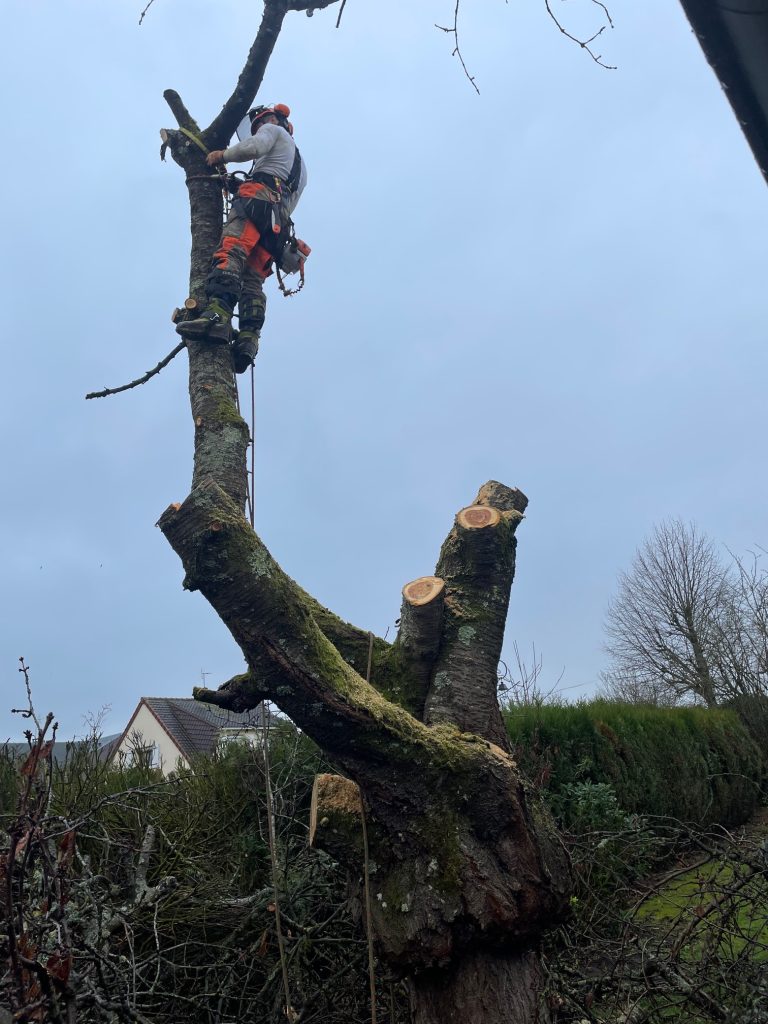Élagage d'arbres à Orléans